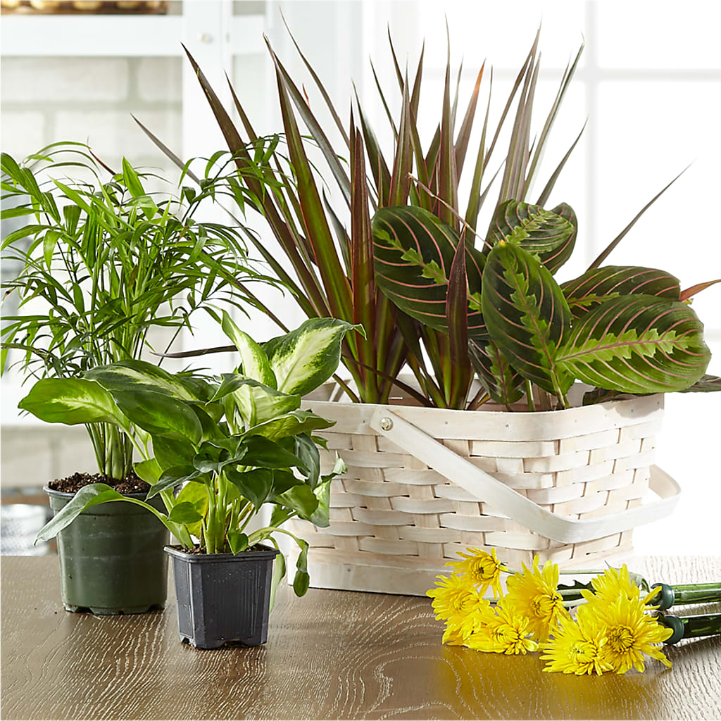 Florist Designed Blooming and Green Plants in a Basket – GARRISON DESIGNS FLORIST & INTERIORS, Huntington WV