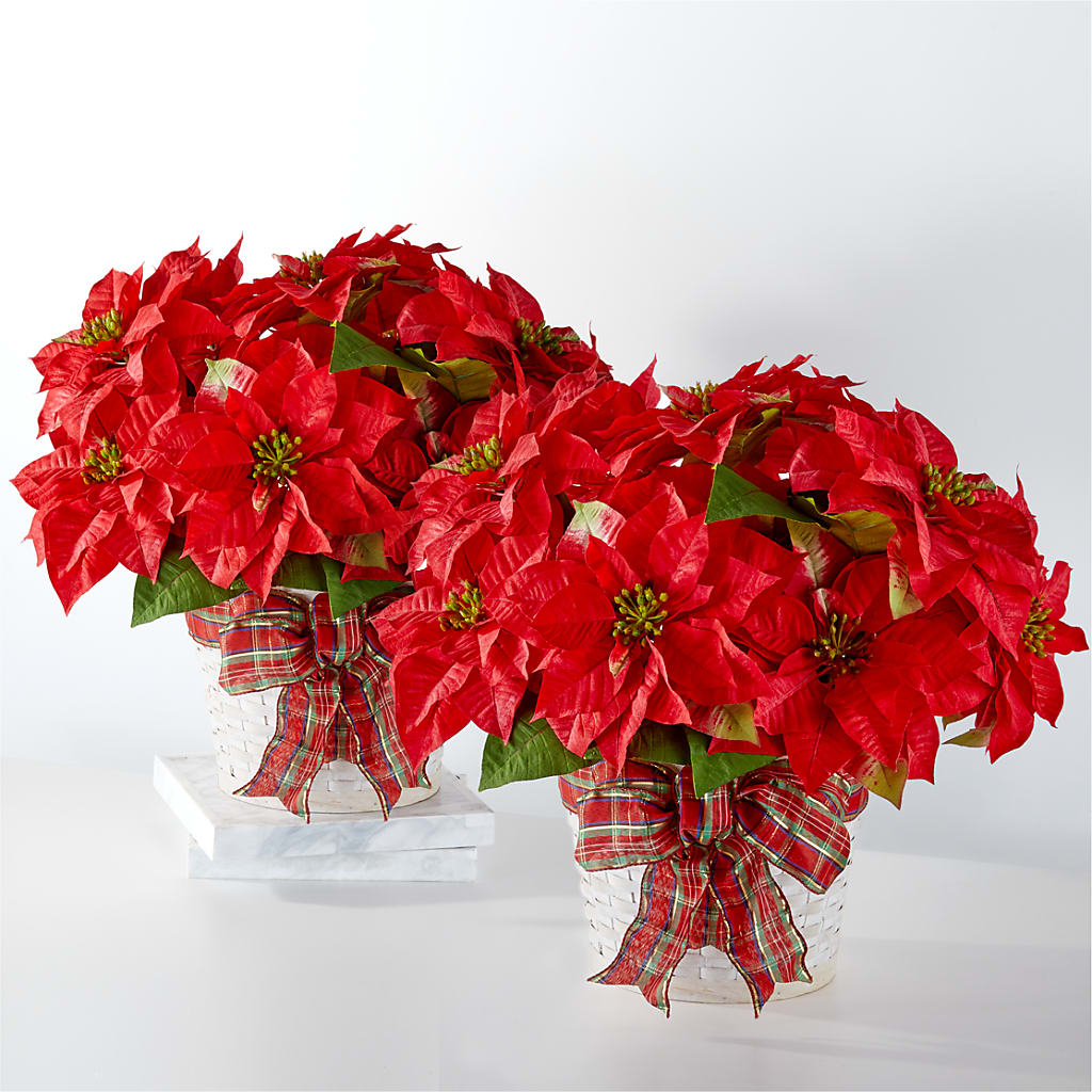 Happiest Holidays Poinsettia Bundle – GARRISON DESIGNS FLORIST & INTERIORS, Huntington WV