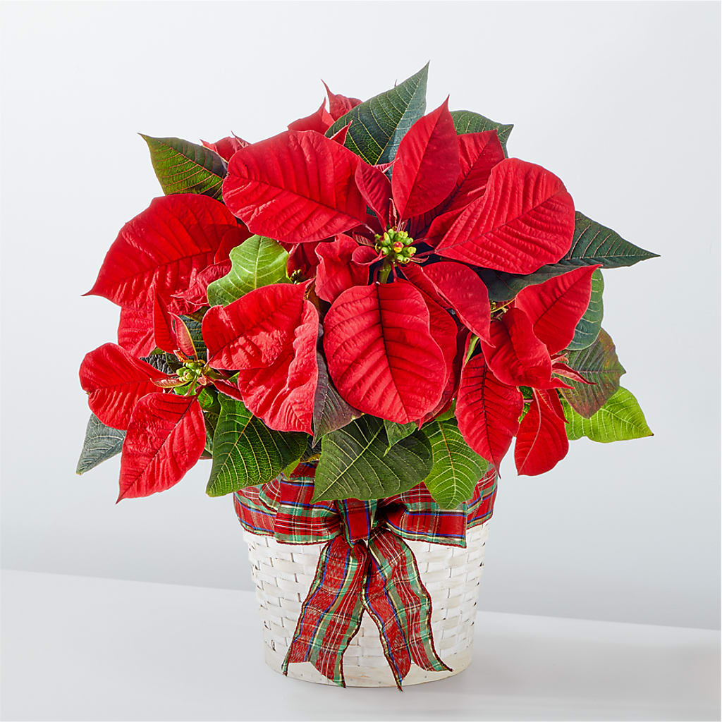 Happiest Holidays Poinsettia – GARRISON DESIGNS FLORIST & INTERIORS, Huntington WV