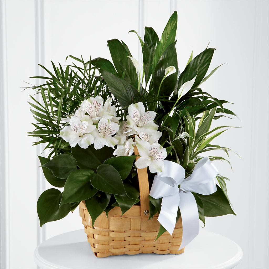 Peace & Serenity Dishgarden – GARRISON DESIGNS FLORIST & INTERIORS, Huntington WV