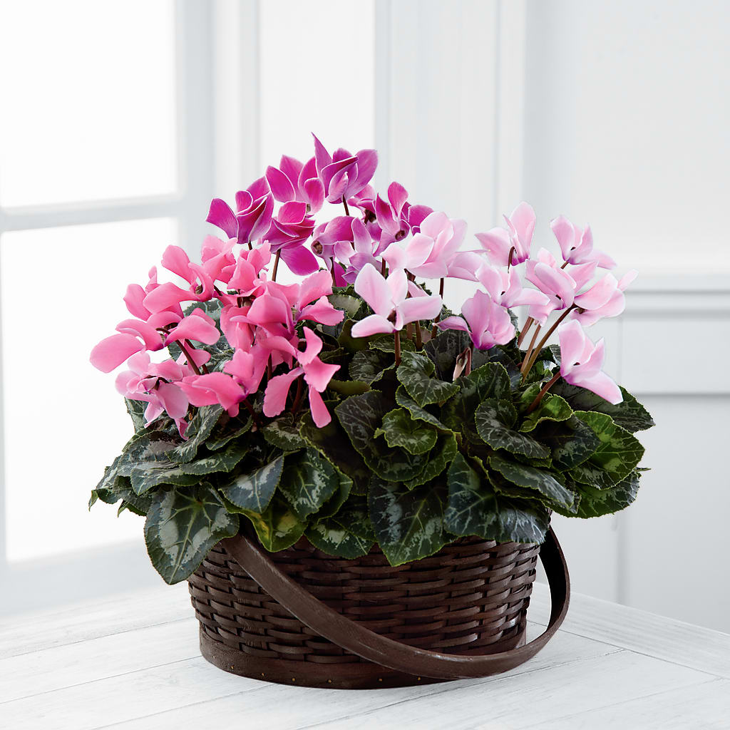 Mixed Cyclamen Planter – GARRISON DESIGNS FLORIST & INTERIORS, Huntington WV