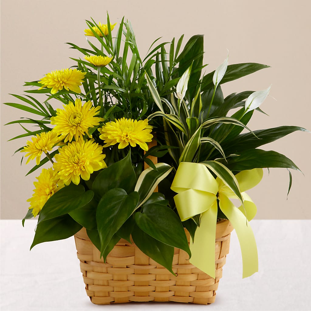Loving Light Dishgarden – GARRISON DESIGNS FLORIST & INTERIORS, Huntington WV
