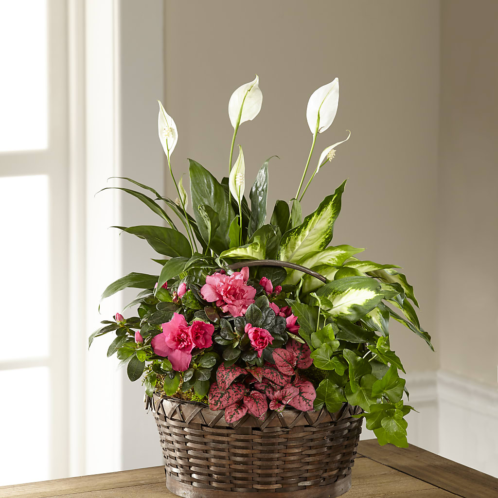 Dream in Pink Dishgarden – GARRISON DESIGNS FLORIST & INTERIORS, Huntington WV