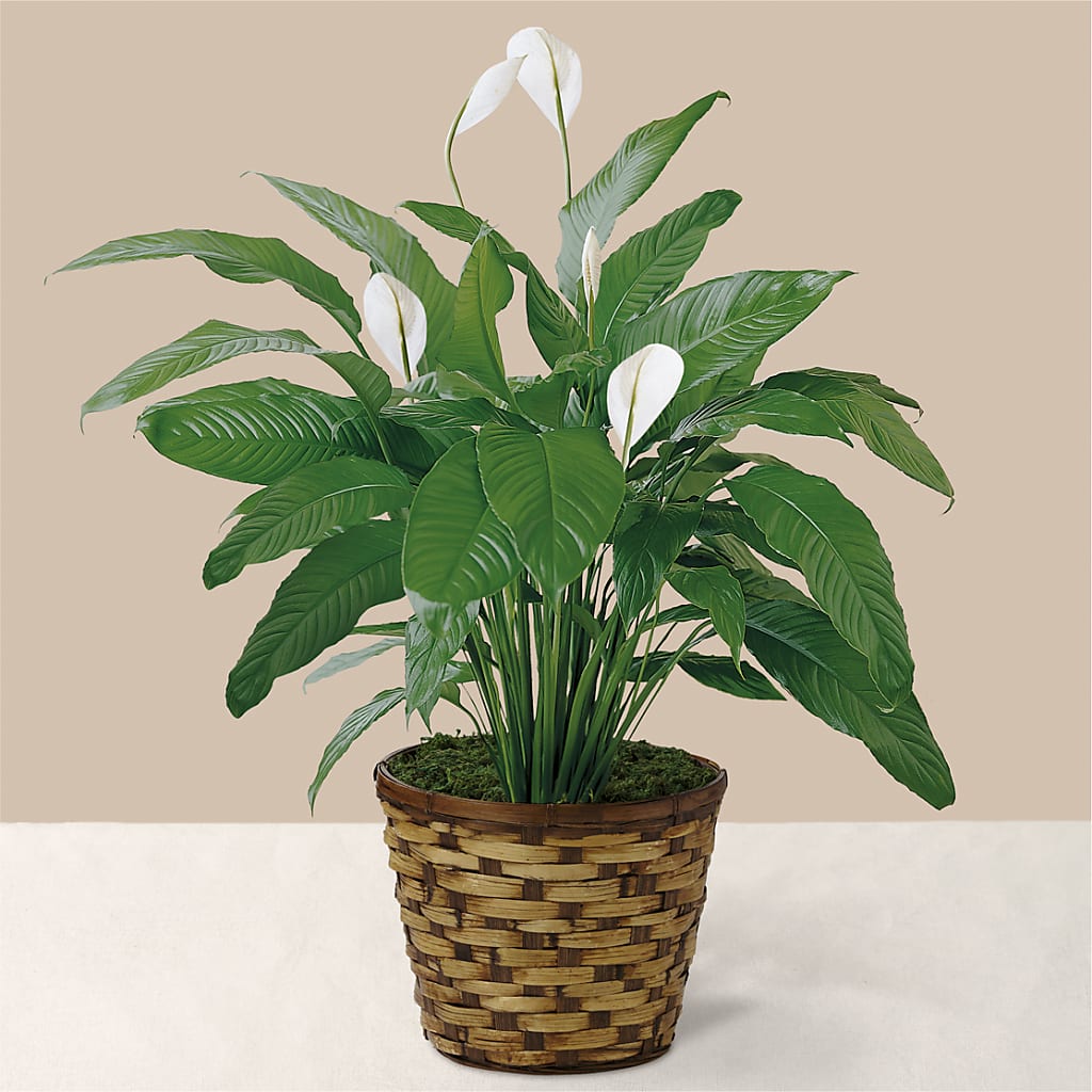 Tranquil Moments Peace Lily Plant – GARRISON DESIGNS FLORIST & INTERIORS, Huntington WV