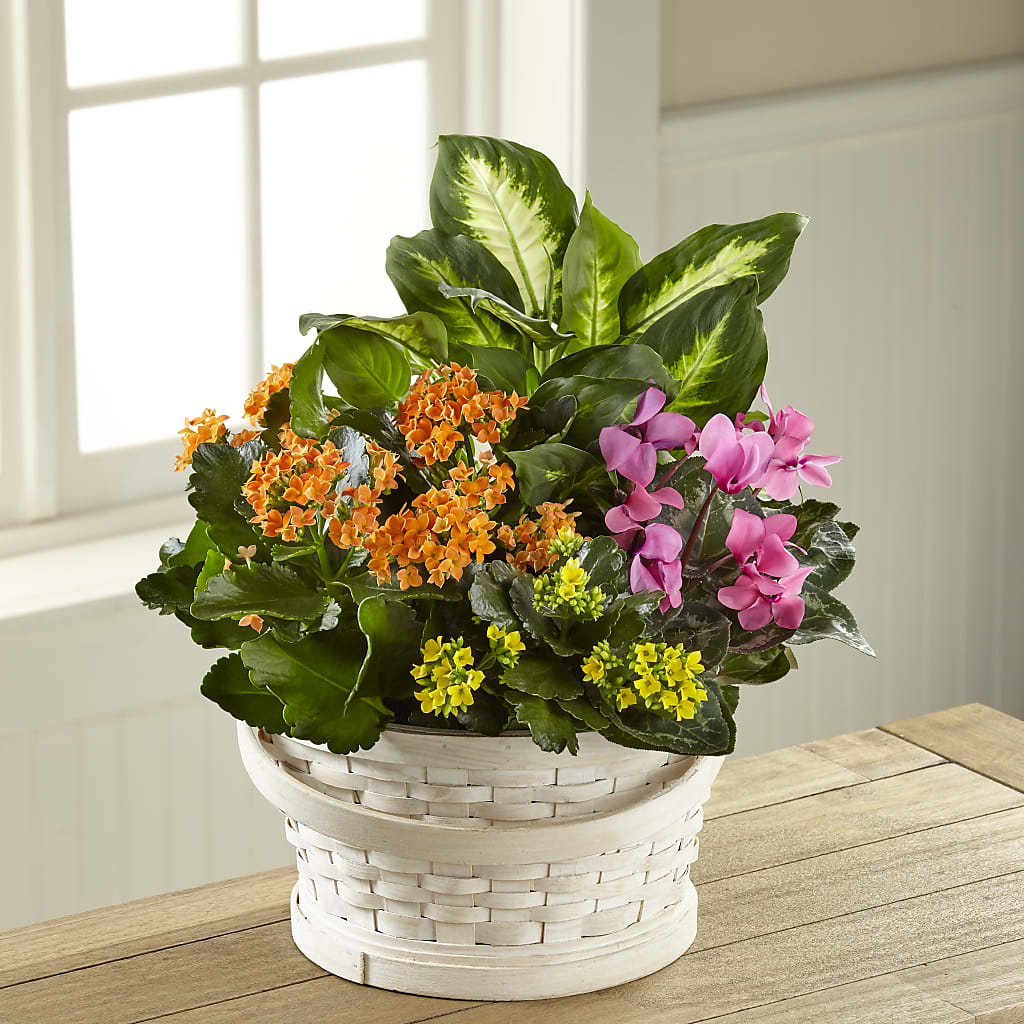Color Crush Dishgarden – GARRISON DESIGNS FLORIST & INTERIORS, Huntington WV