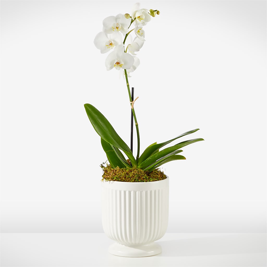 Whispering White Orchid – GARRISON DESIGNS FLORIST & INTERIORS, Huntington WV