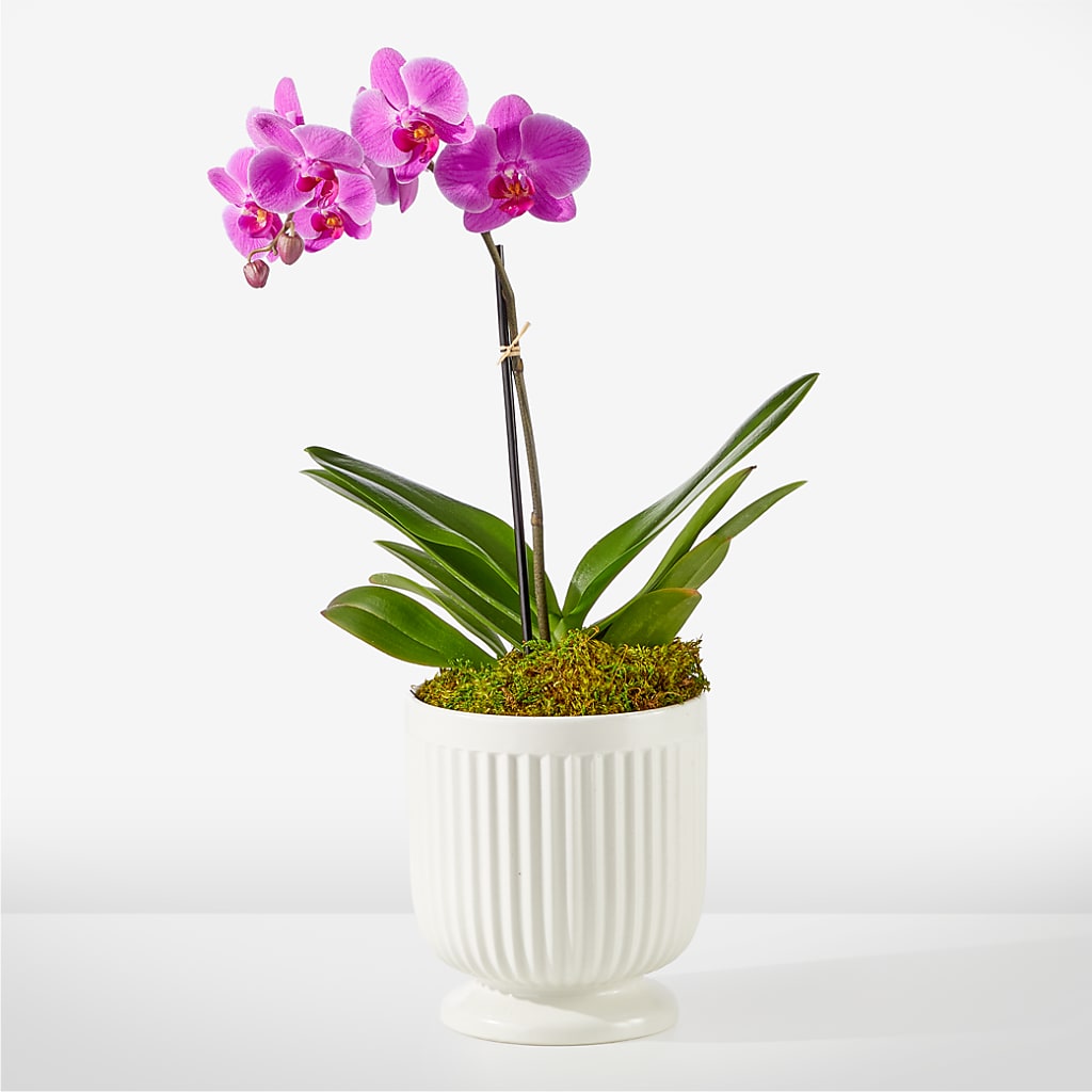 Friendly Fuchsia Orchid – GARRISON DESIGNS FLORIST & INTERIORS, Huntington WV