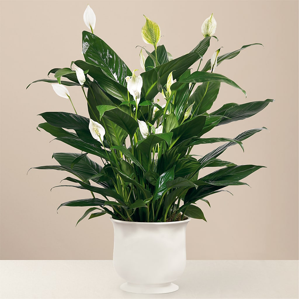Comfort Planter – GARRISON DESIGNS FLORIST & INTERIORS, Huntington WV