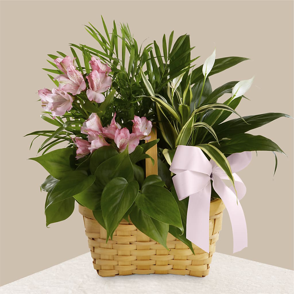 Living Spirit Dishgarden – GARRISON DESIGNS FLORIST & INTERIORS, Huntington WV