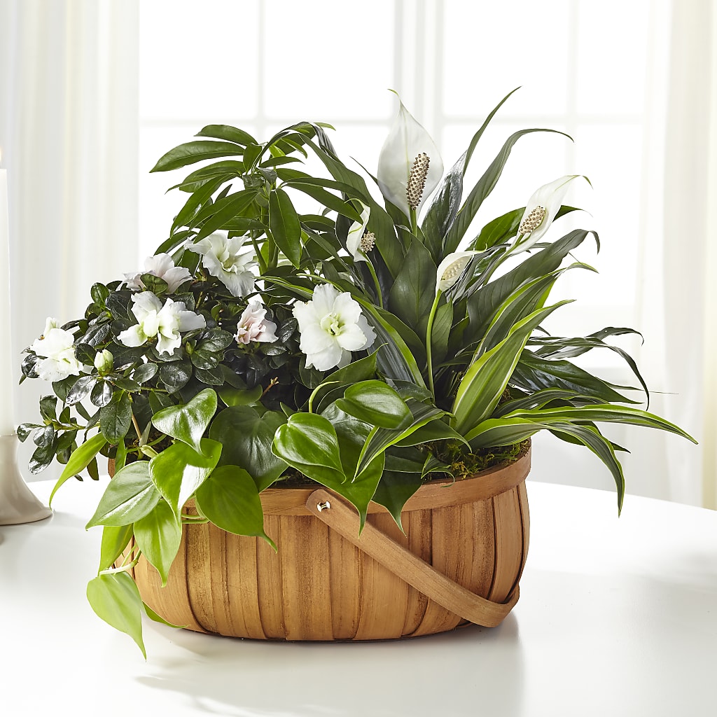 Serene Dishgarden – GARRISON DESIGNS FLORIST & INTERIORS, Huntington WV