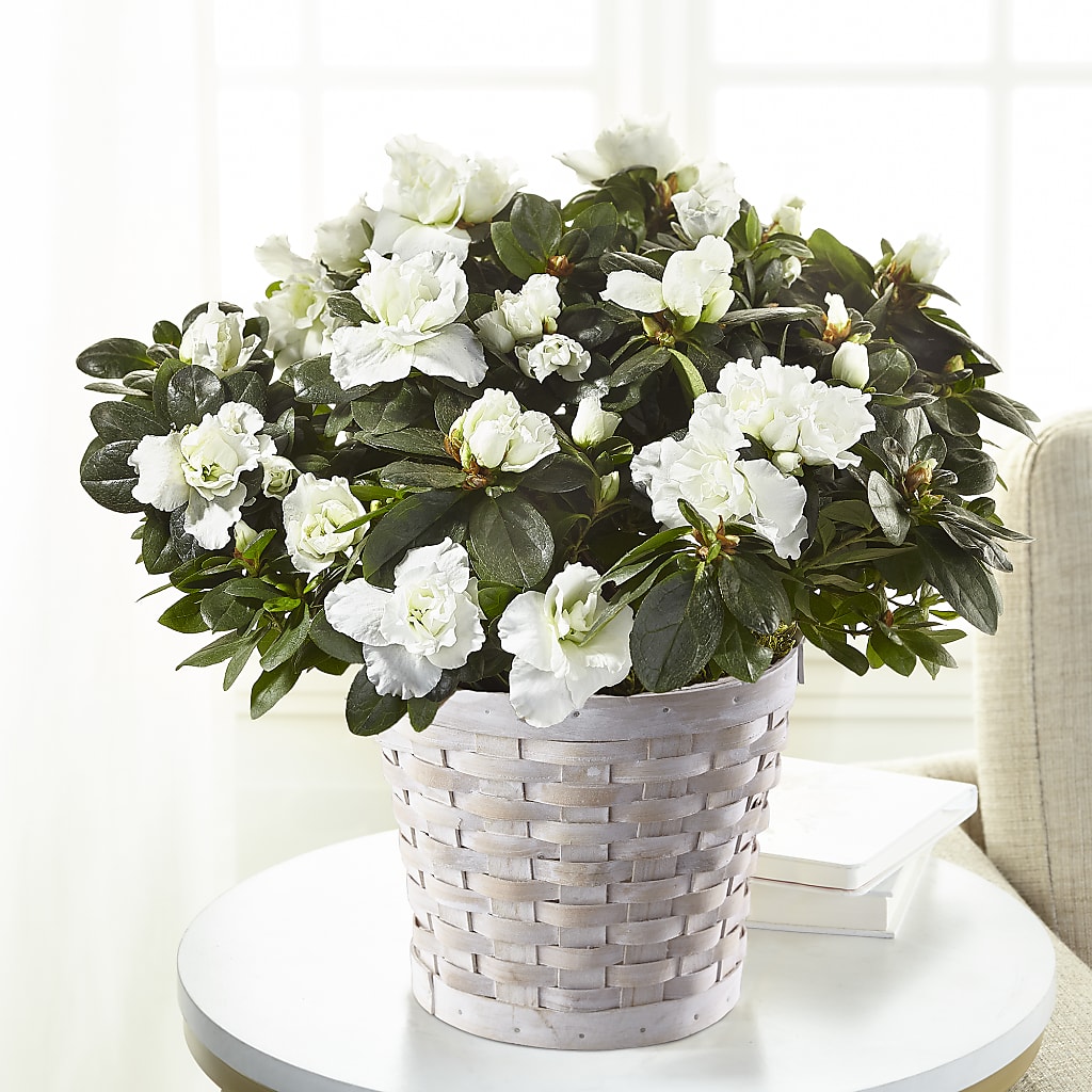 White Azalea Plant – GARRISON DESIGNS FLORIST & INTERIORS, Huntington WV