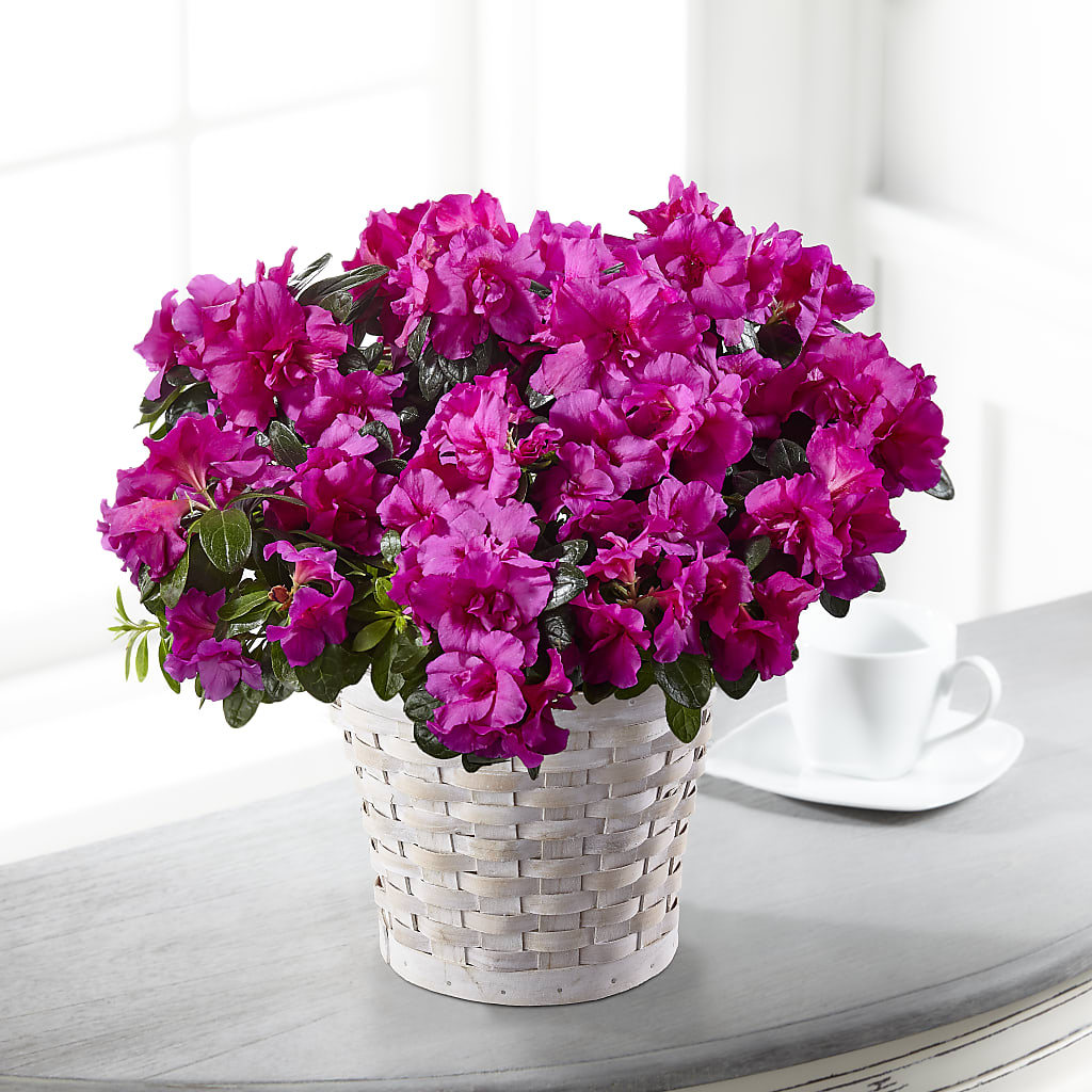 Hope & Serenity Azalea Plant – GARRISON DESIGNS FLORIST & INTERIORS, Huntington WV