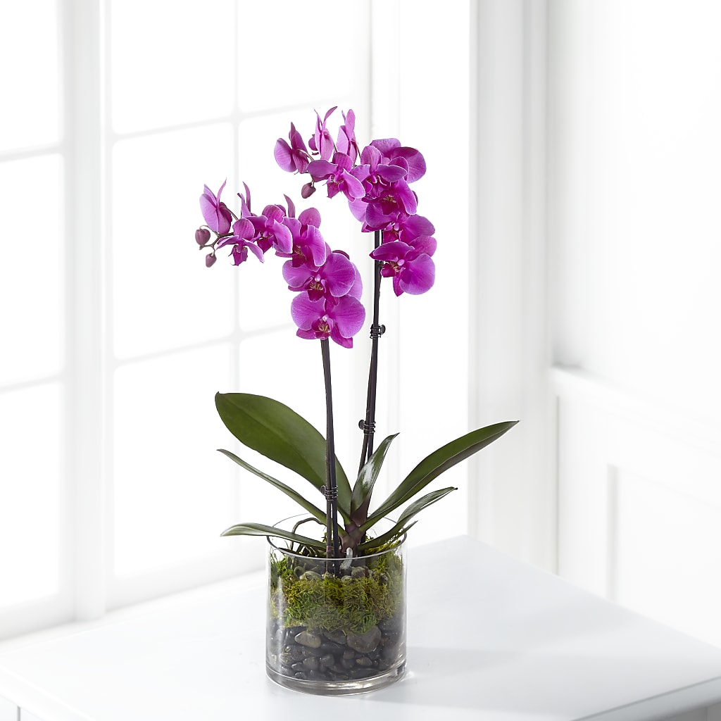 Pink Orchid Plant – GARRISON DESIGNS FLORIST & INTERIORS, Huntington WV