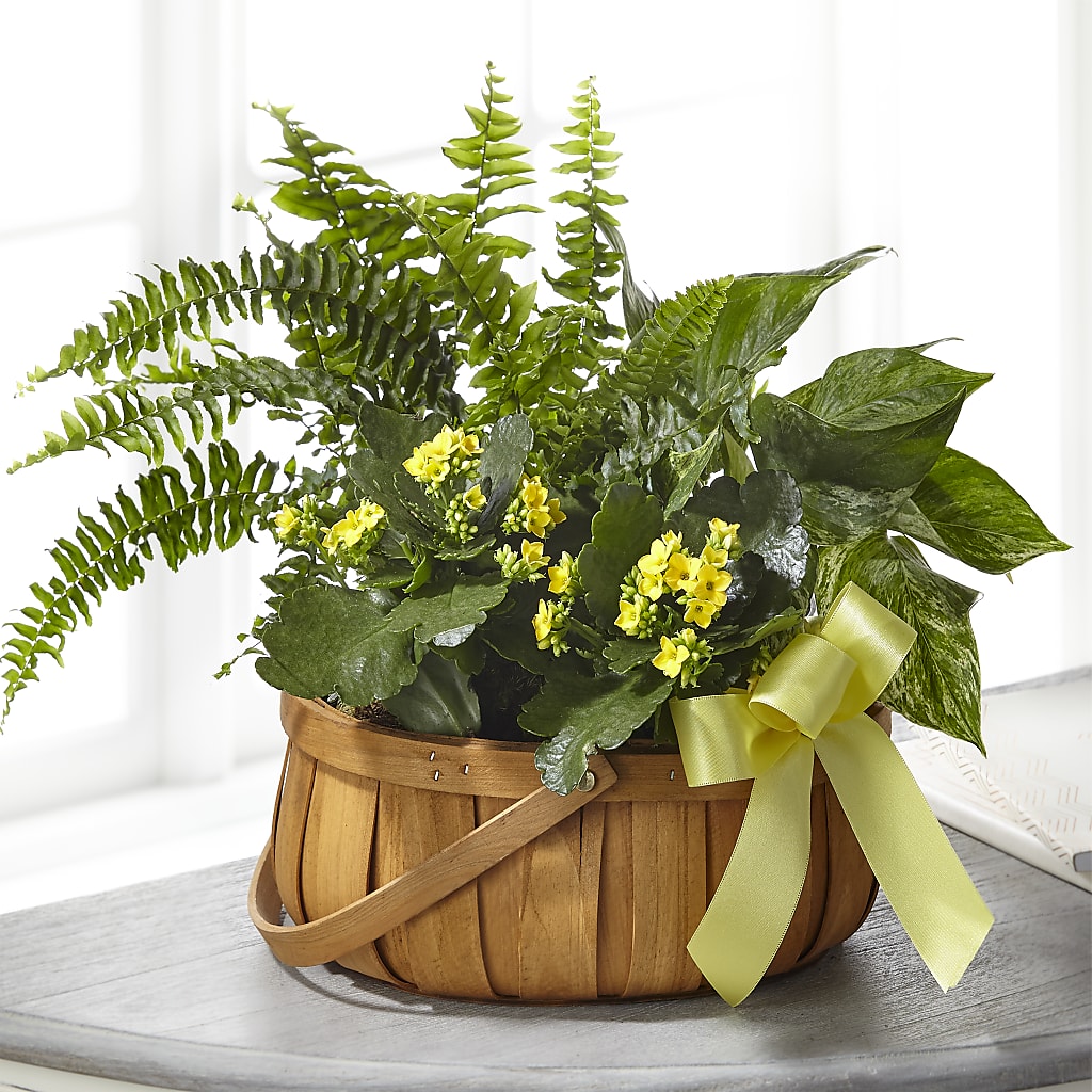 Always Dear Dishgarden – GARRISON DESIGNS FLORIST & INTERIORS, Huntington WV