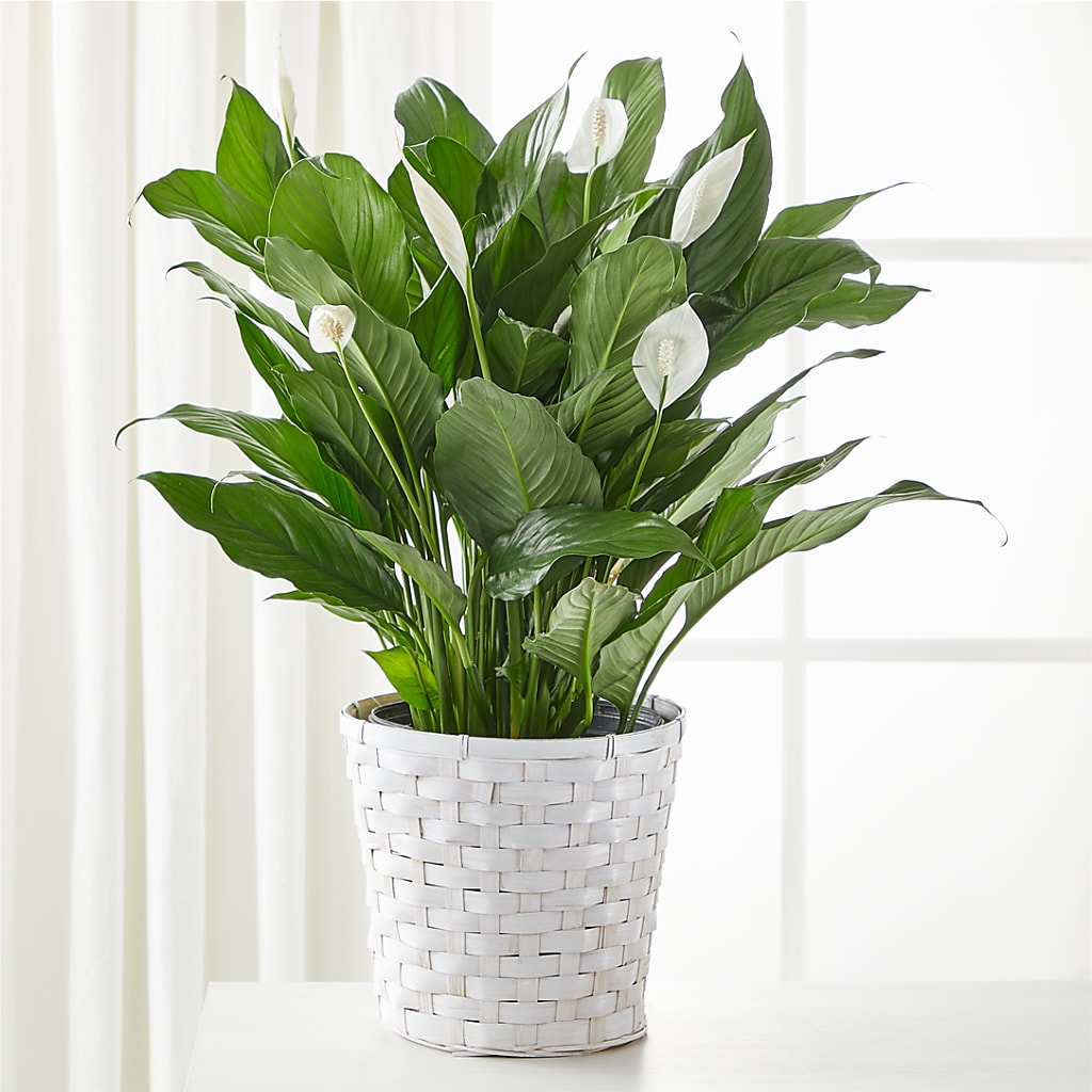 A New Leaf Peace Lily – GARRISON DESIGNS FLORIST & INTERIORS, Huntington WV