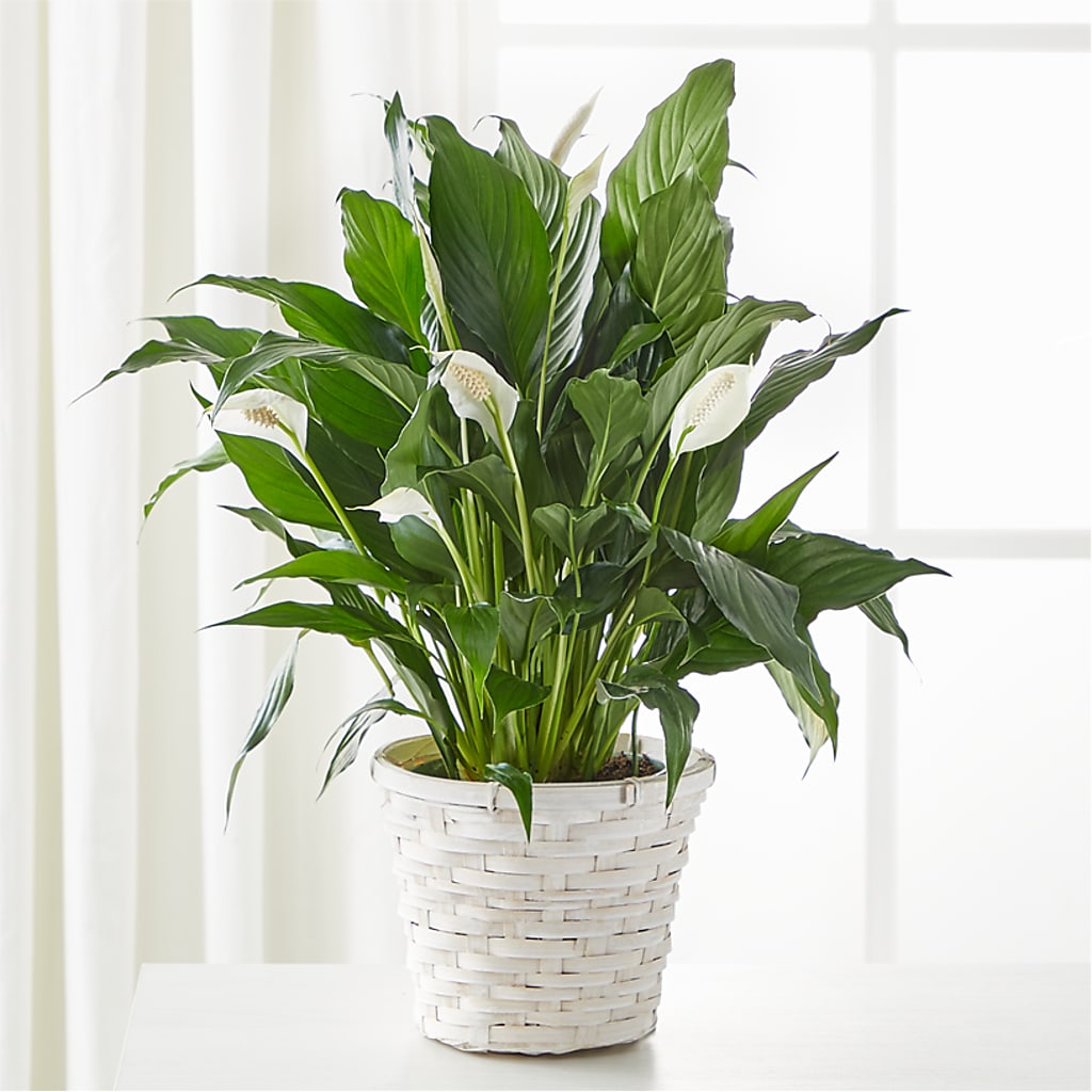 A New Leaf Peace Lily – GARRISON DESIGNS FLORIST & INTERIORS, Huntington WV