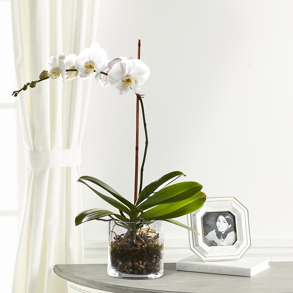 White Orchid Planter – GARRISON DESIGNS FLORIST & INTERIORS, Huntington WV