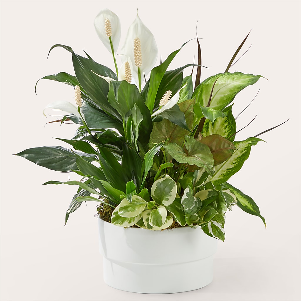 Radiating Positivity Dishgarden – GARRISON DESIGNS FLORIST & INTERIORS, Huntington WV