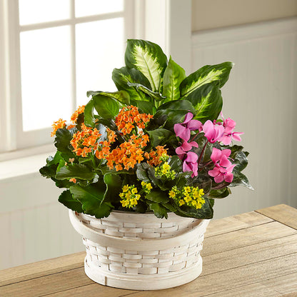 Color Crush Dishgarden – GARRISON DESIGNS FLORIST & INTERIORS, Huntington WV