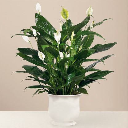 Comfort Planter – GARRISON DESIGNS FLORIST & INTERIORS, Huntington WV