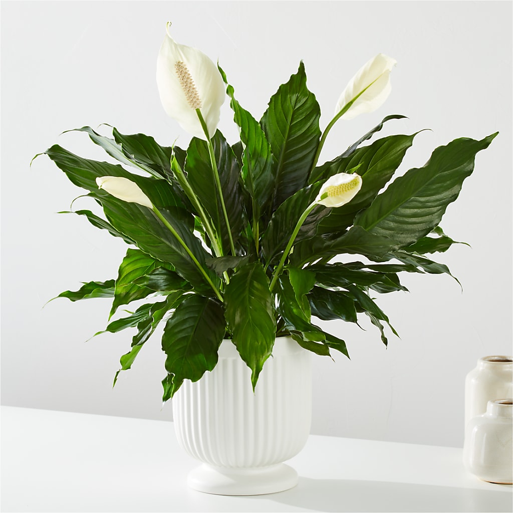 Comfort Planter – GARRISON DESIGNS FLORIST & INTERIORS, Huntington WV