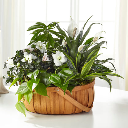 Serene Dishgarden – GARRISON DESIGNS FLORIST & INTERIORS, Huntington WV
