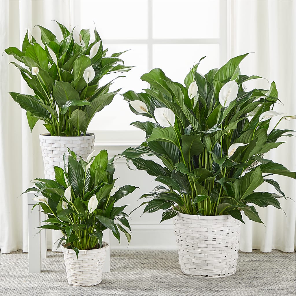 A New Leaf Peace Lily – GARRISON DESIGNS FLORIST & INTERIORS, Huntington WV