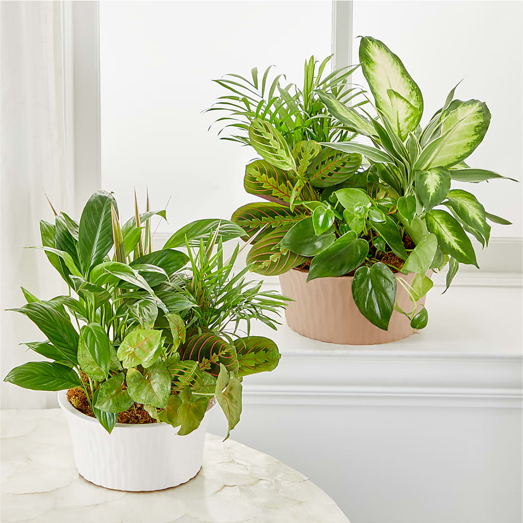 Balance & Harmony Dishgarden – GARRISON DESIGNS FLORIST & INTERIORS, Huntington WV