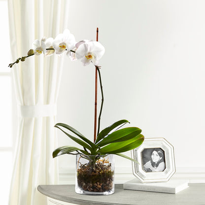 White Orchid Planter – GARRISON DESIGNS FLORIST & INTERIORS, Huntington WV